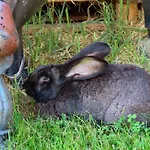 Waldpension In By Interhome