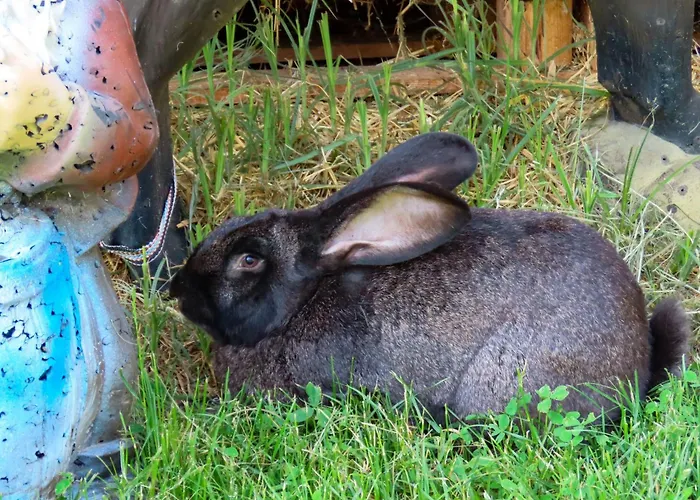 Waldpension In By Interhome